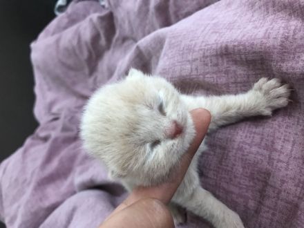 Wunderschöne Britisch Kurzhaar ( Bkh ) Kitten