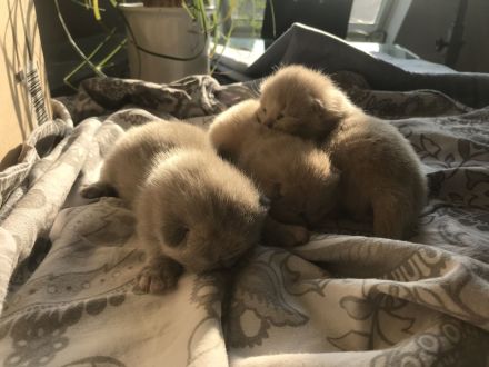 Wunderschöne Britisch Kurzhaar ( Bkh ) Kitten