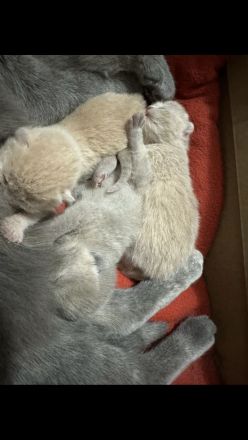 Wunderschöne Britisch Kurzhaar ( Bkh ) Kitten