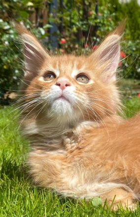 Main Coon Kitten Reinrassig