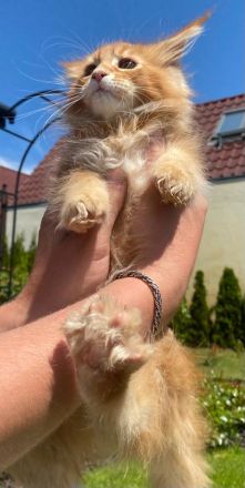 Main Coon Kitten Reinrassig