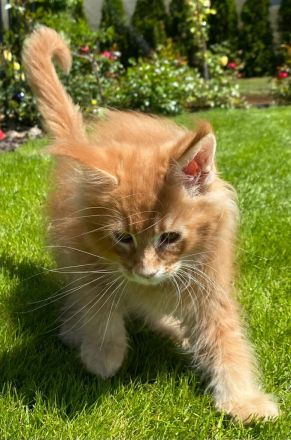 Main Coon Kitten Reinrassig