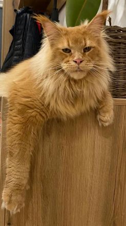 Main Coon Kitten Reinrassig