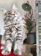 XXL Maine Coon Kitten