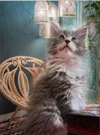 XXL Maine Coon Kitten