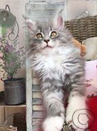 XXL Maine Coon Kitten