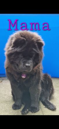 Golden Chow Welpen ( Golden Retriever/ Chow Chow)