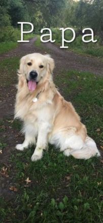 Golden Chow Welpen ( Golden Retriever/ Chow Chow)