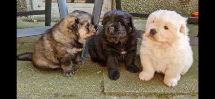 Golden Chow Welpen ( Golden Retriever/ Chow Chow)