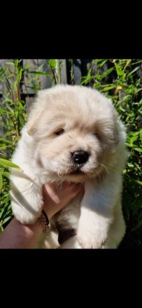 Golden Chow Welpen ( Golden Retriever/ Chow Chow)