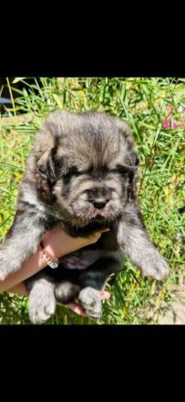 Golden Chow Welpen ( Golden Retriever/ Chow Chow)