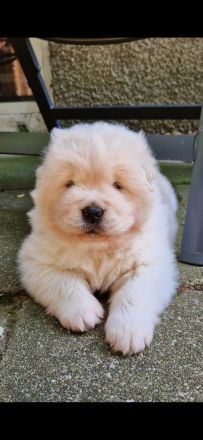 Golden Chow Welpen ( Golden Retriever/ Chow Chow)