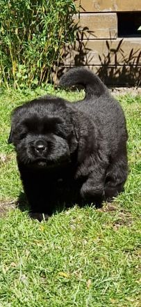 Golden Chow Welpen ( Golden Retriever/ Chow Chow)