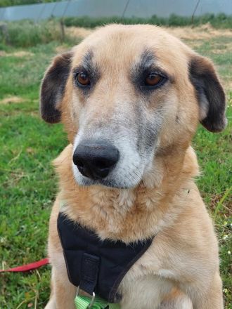 Janosch, ein sehr lieber Oldie