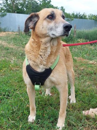 Janosch, ein sehr lieber Oldie