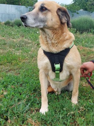 Janosch, ein sehr lieber Oldie