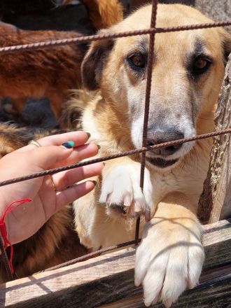 Janosch, ein sehr lieber Oldie