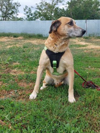 Janosch, ein sehr lieber Oldie