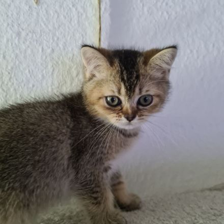 Bkh kitten