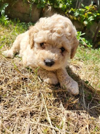 Maltipoos letzten 2 suchen