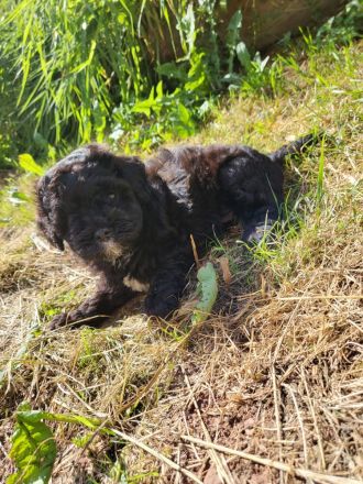 Maltipoos letzten 2 suchen