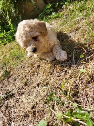 Maltipoos letzten 2 suchen