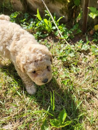 Maltipoos letzten 2 suchen