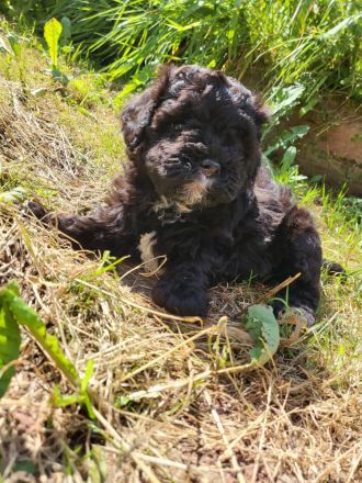 Maltipoos letzten 2 suchen