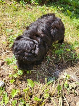 Maltipoos letzten 2 suchen