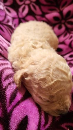 Maltipoos letzten 2 suchen