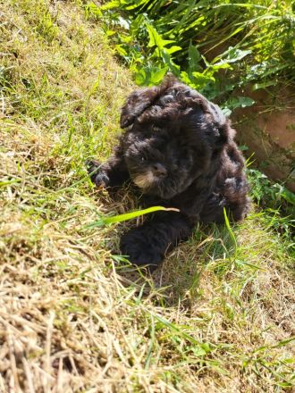 Maltipoos letzten 2 suchen