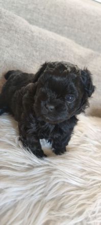 Shihpoo - Shih Tzu x Pudel