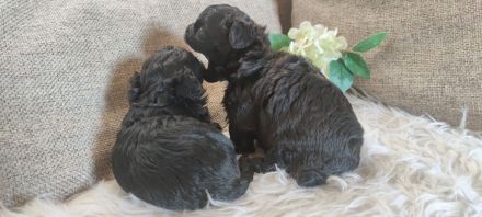 Shihpoo - Shih Tzu x Pudel