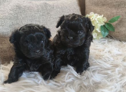 Shihpoo - Shih Tzu x Pudel