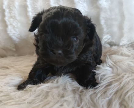 Shihpoo - Shih Tzu x Pudel