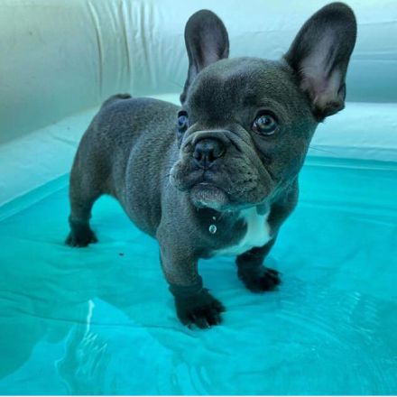 Französische Bulldoggen Welpen +_