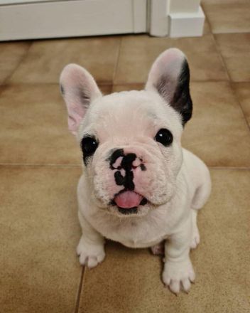 Französische Bulldoggen Welpen +_