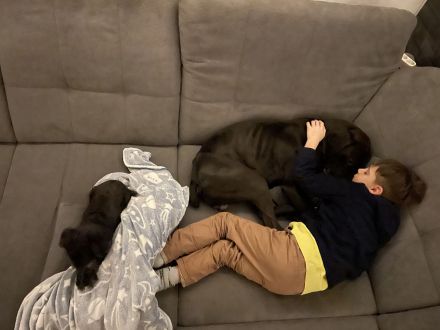 Lieber Mischlingsrüde