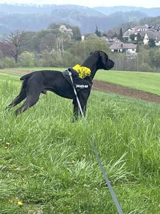 Lieber Mischlingsrüde