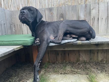 Lieber Mischlingsrüde