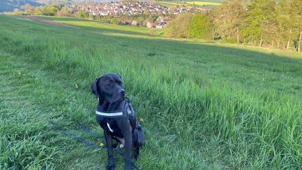 Lieber Mischlingsrüde