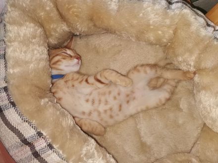 Norwegischer Waldkatzen Mix rot