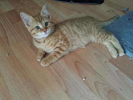 Norwegischer Waldkatzen Mix rot