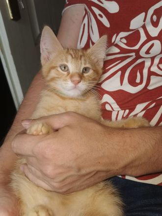 Norwegischer Waldkatzen Mix rot