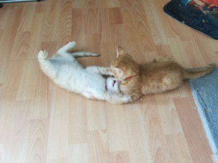 Norwegischer Waldkatzen Mix rot