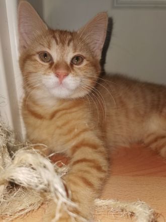 Norwegischer Waldkatzen Mix rot