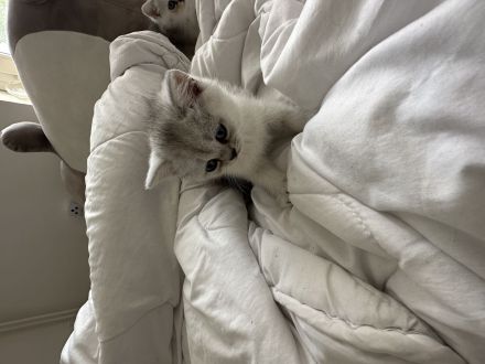 BKH und BLH suchen neues Haus