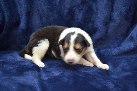 Collie im amerikanischen Typ