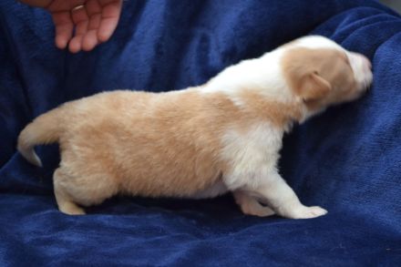 Collie im amerikanischen Typ