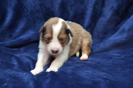 Collie im amerikanischen Typ